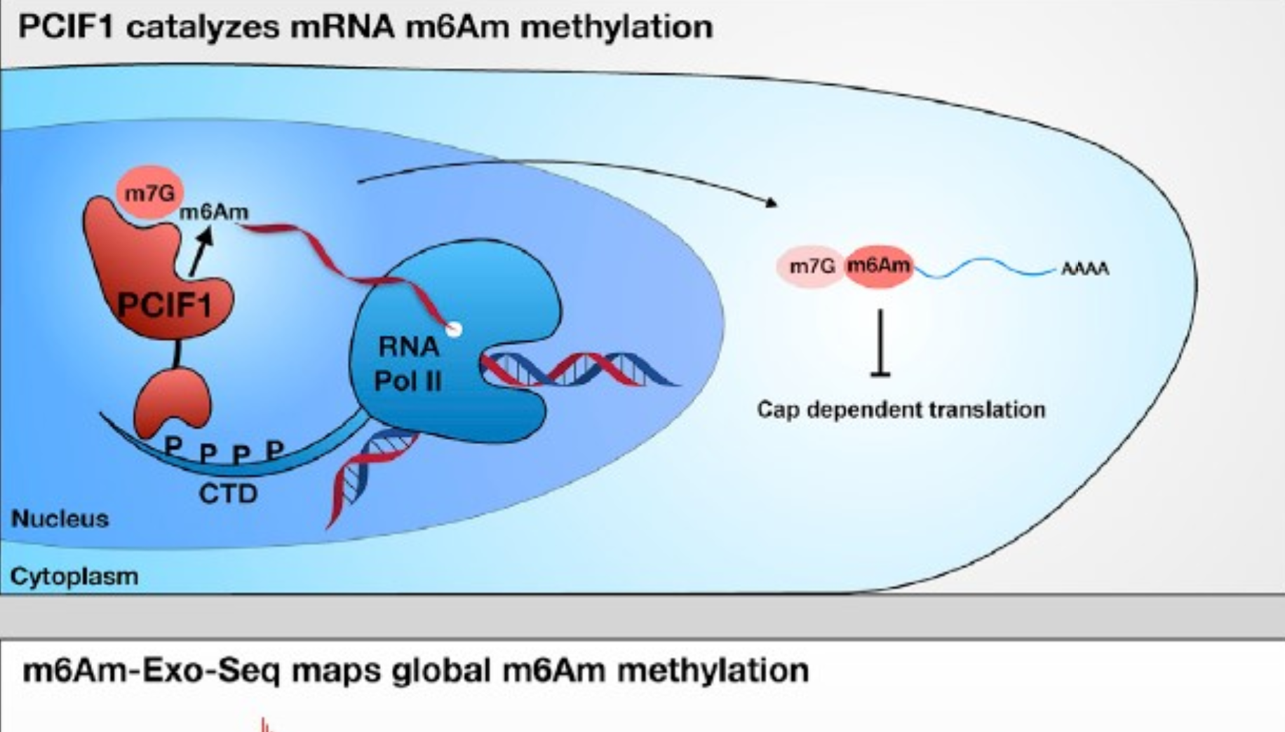 RNA甲基化修饰m6Am-Exo-seq测序技术服务图