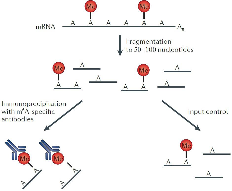 RNA甲基化