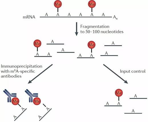 RNA甲基化测序难 如何找到合适的生物公司？图