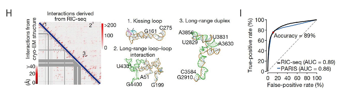 1. 捕获rRNA和lncRNA的3D结构