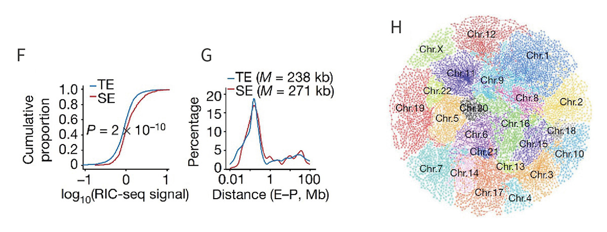 3. 增强子-启动子RNA相互作用图谱