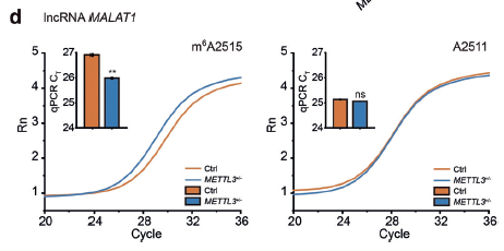 3. 鉴定m6A修饰相关蛋白（甲基化酶、去甲基化酶、     识别蛋白等）的靶点