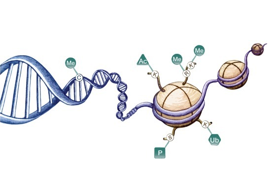 表观遗传学的研究对一些药物的开发有一定的作用图