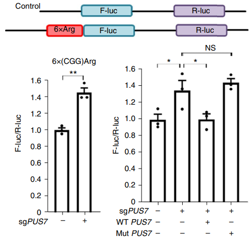 为了弄清楚ψ的调控机制，作者通过将6x密码子与荧光素酶融合，构建了双荧光素酶报告系统，来测试tRNA的翻译（下图上）。tRNA-Arg-CCG的翻译效率在敲低PUS7的肿瘤细胞中显著增加（下图下左），而且tRNA-Arg-CCG翻译效率的提高可被野生型PUS7的过表达逆转，但失活的PUS7-D294A蛋白则不能逆转（下图下右）。这些结果表明，PUS7介导的tRNA假尿苷化抑制肿瘤细胞中的密码子特异性翻译。