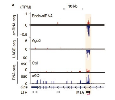 图 3-62. LACE-seq、RNA-seq、small RNA-seq联合分析，发现 Ago2/endo-siRNA 沉默复合物结合了许多内含子 LTR 逆转座子，如 MTA