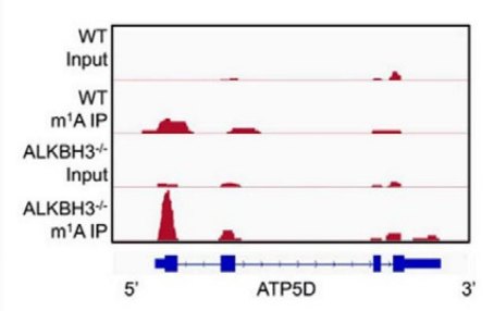 图 2-34. m1A-seq 显示野生组和 ALKBH3-/-HeLa 细胞ATP5D 基因 CDS 区的 m1A 富集峰