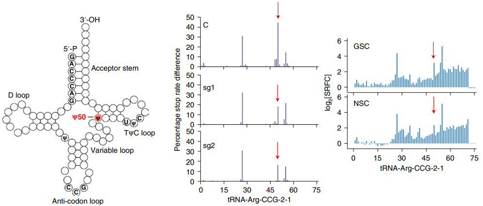 在PUS7敲低细胞中，tRNA-Arg-CCG-2-1第50位ψ显著减少（下图左、中）；而在肿瘤细胞GSC中，tRNA-Arg-CCG-2-1第50位ψ显著高于正常细胞NSC（下图右），说明tRNA-Arg-CCG-2-1第50位ψ受到PUS7调控。