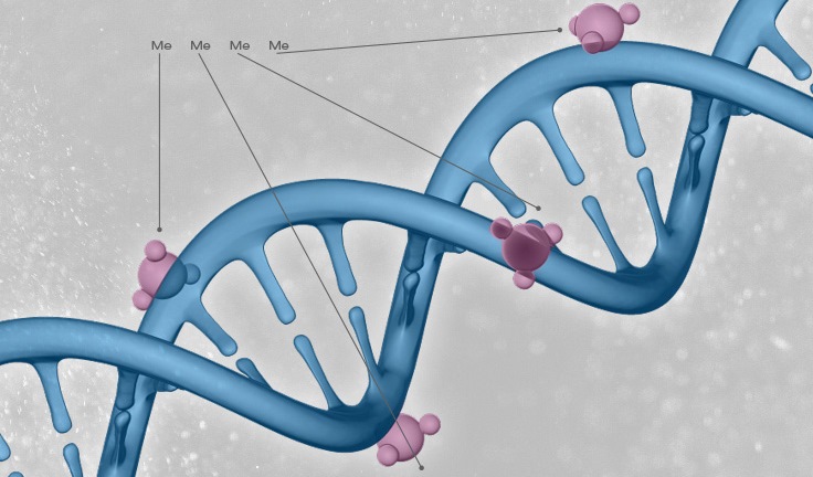 简化DNA甲基化测序RRBS图