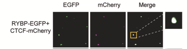 四、蛋白与蛋白相互作用促进相分离功能验证