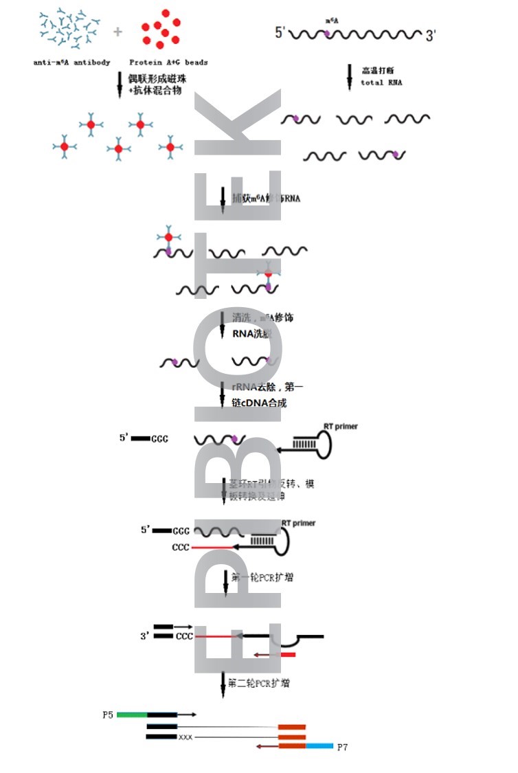 外泌体RNA甲基化测序服务图