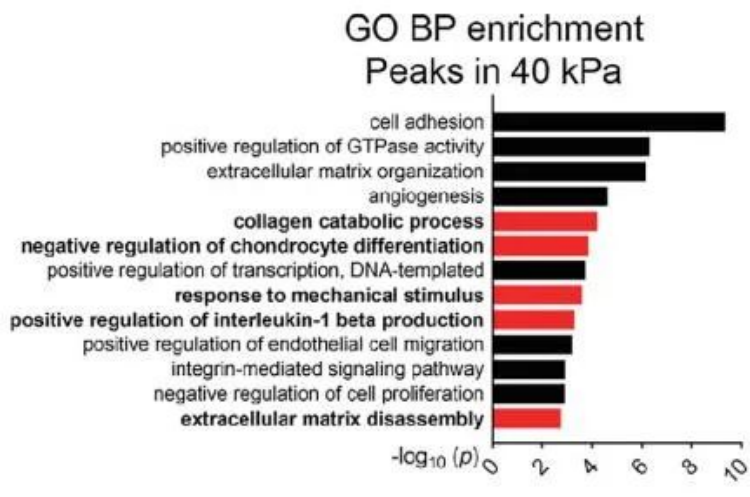 图6. GO富集分析显示，40kPa hNPC细胞独特ATAC峰TSS基因与胶原分解代谢过程、软骨细胞分化的负调节和ECM分解上调相关