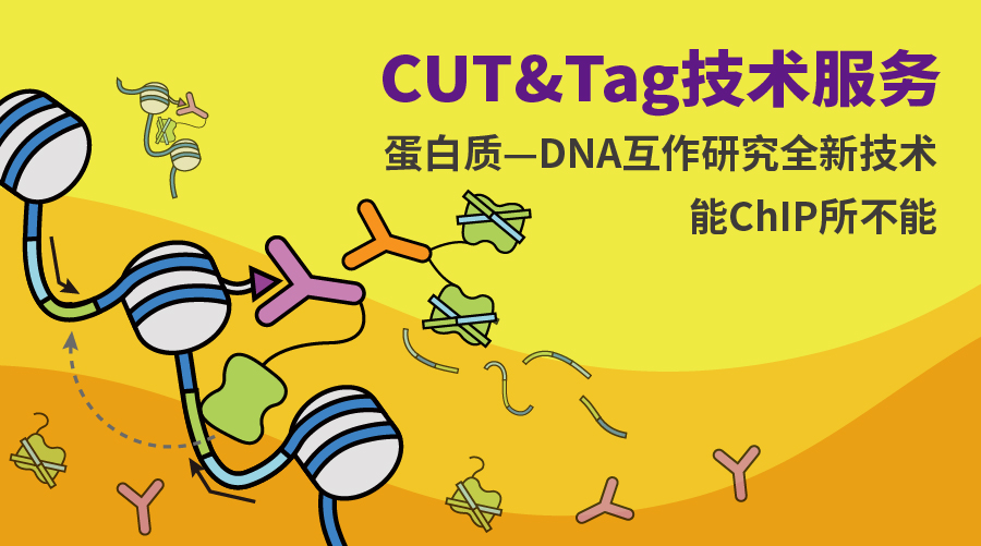 CUT&Tag：蛋白质-DNA互作研究技术，鉴定表观基因组修饰图谱图