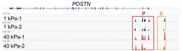 图8. 40 kPa hNPC细胞的ATAC-seq信号强度在POSTN启动子和增强子处强烈增强，与POSTN表达上调一致，表明与1 kPa hNPC相比，40 kPa hNPC中包含POSTN调节区的