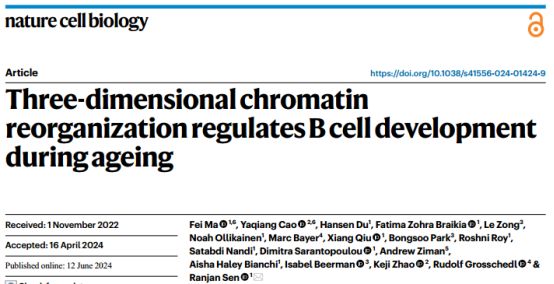 Nat Cell Bio丨揭示衰老过程中B细胞发育的三维染色质结构重组调控机制图