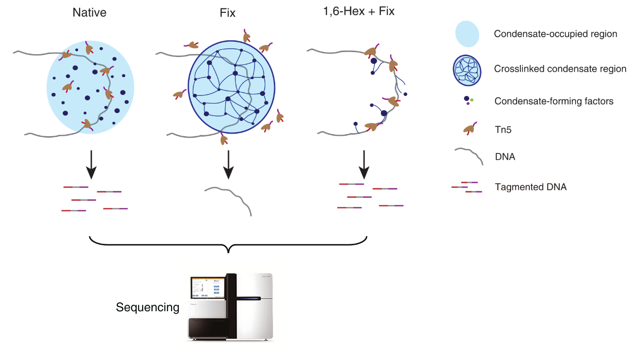 ACC-seq：全基因组范围检测染色质结合凝聚体的新型技术图