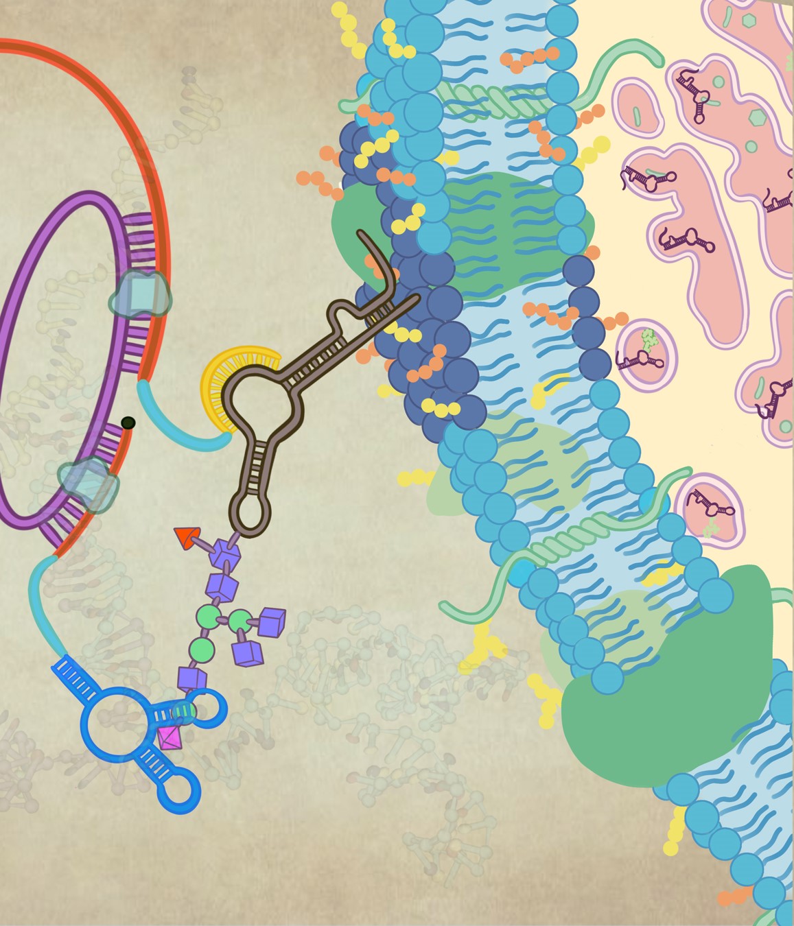  GlycoRNA-seq：糖基化RNA测序，挖掘多类型、特殊修饰非编码小RNA图