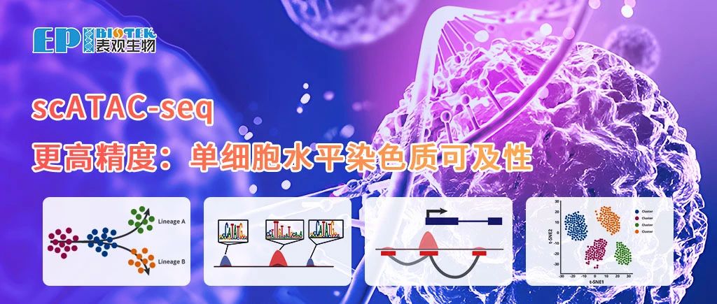 scATAC-seq：单细胞分辨率的染色质可及性，更高精度地探索细胞内部的调控机制图