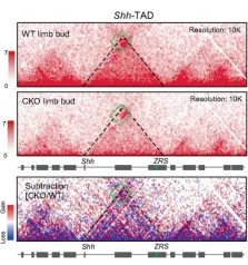 Cell Death Differ：hnRNPK调控染色质三维结构以维持小鼠胚胎肢芽发育[3]