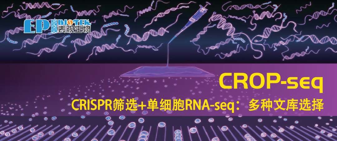 CROP-seq：单细胞RNA-seq结合CRISPR筛选，多种文库选择图