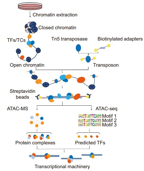 ATAC-MS：直接鉴定转录蛋白质复合物，全面解析开放染色质结合蛋白图