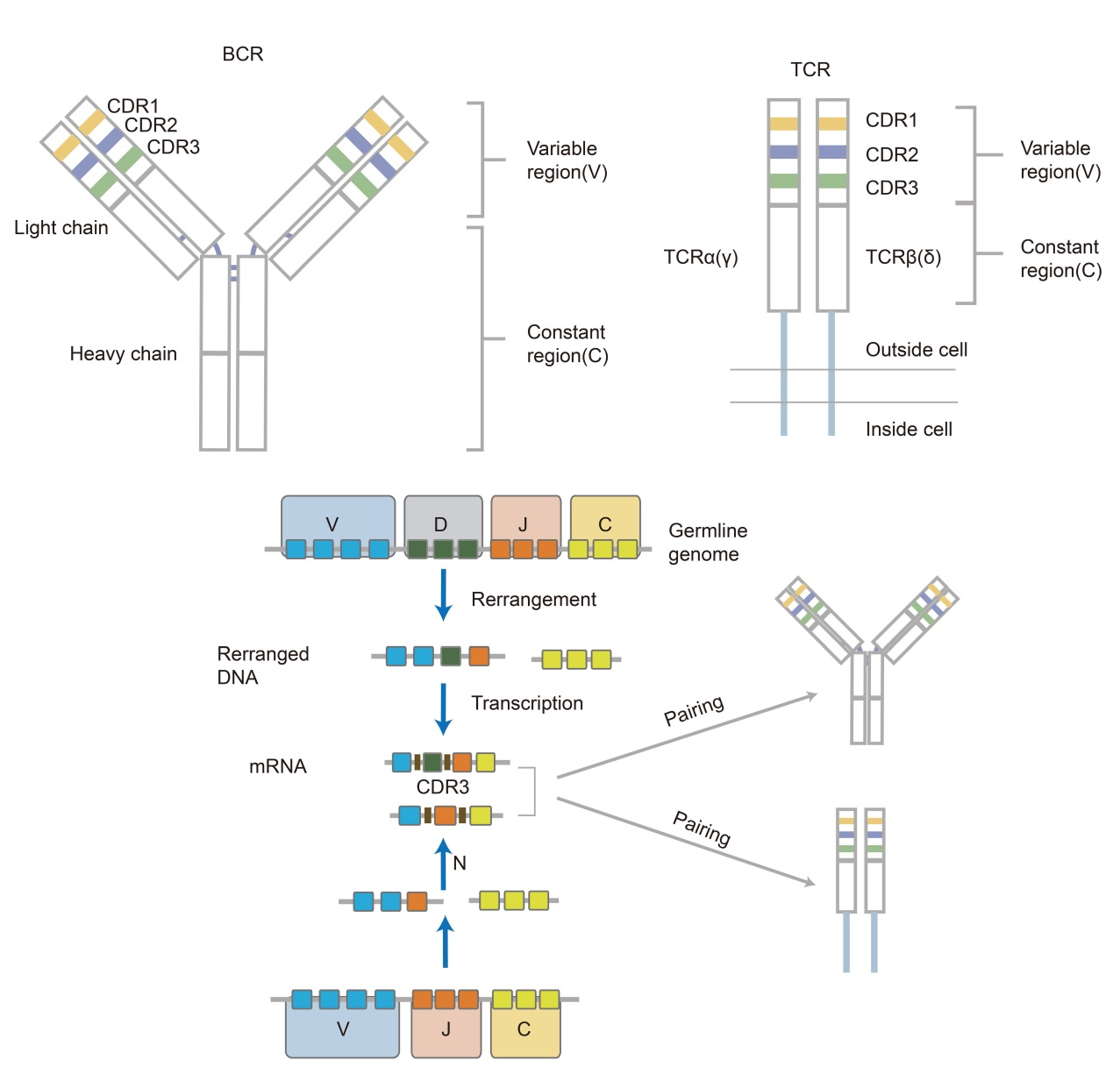     TCR/BCR都含有三个互补决定区（CDR1、CDR2和CDR3），其中CDR1和CDR2由V区编码，结构相对保守，负责识别MHC；CDR3位于V(D)J重组的连接处，是最具多样性的区域，决定了抗原识别的特异性。这三个CDR区共同形成抗原结合位点，参与抗原识别和结合。
    免疫组库指机体内TCR和BCR多样性的集合，可以全面地反映机体免疫系统在特定时间段内应对外界刺激应答的能力，可以用于表征机体免疫系统的健康状况。表观生物正式上线免疫组库测序技术服务（TCR/BCR-seq），以T/B淋巴细胞为研究目标，以富集扩增决定BCR或TCR多样性的CDR区，再结合高通量测序技术，全面评估免疫系统的多样性，深入挖掘免疫组库与疾病的关系。