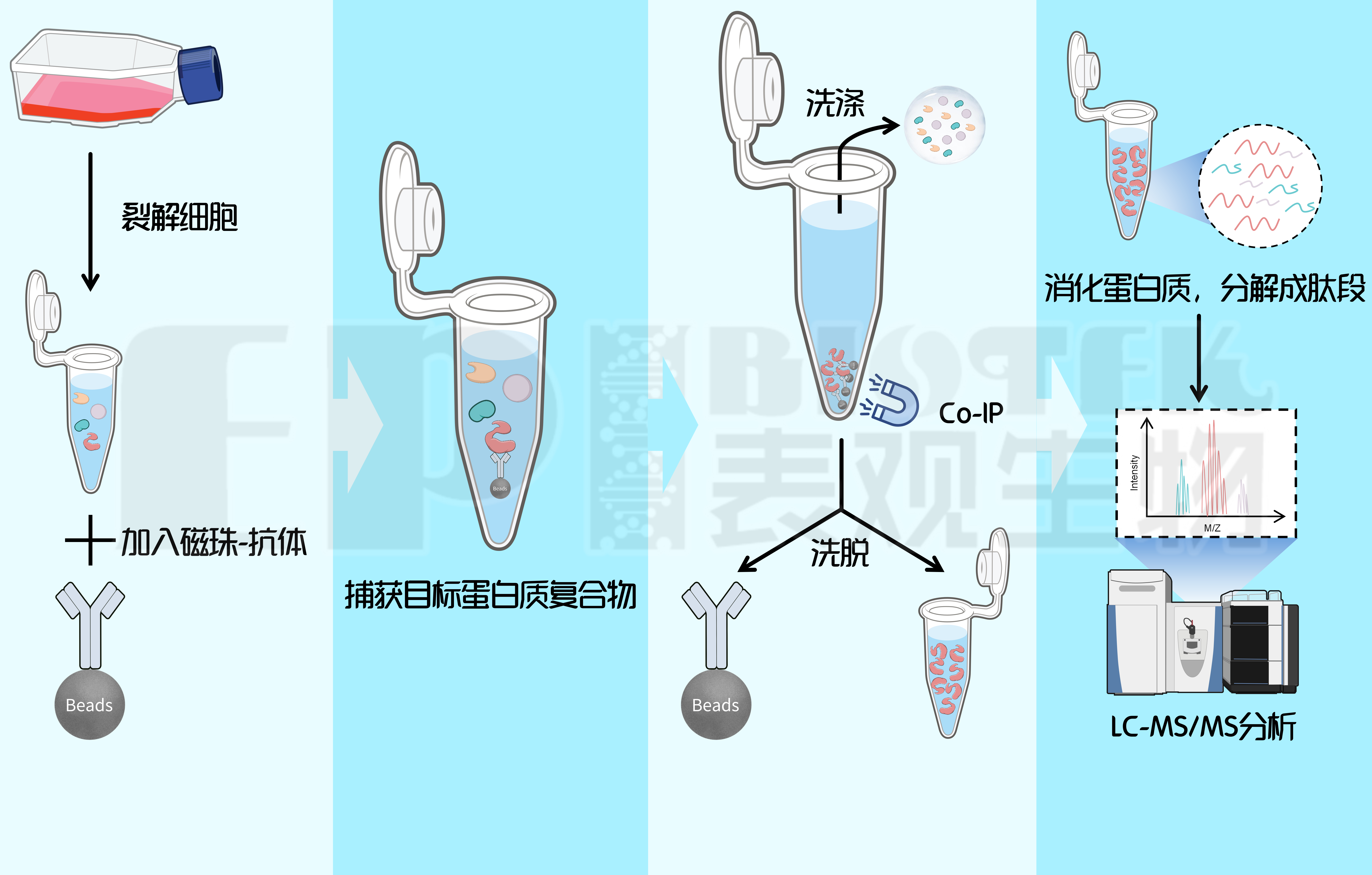 Co-IP/MS：蛋白免疫共沉淀质谱分析服务图