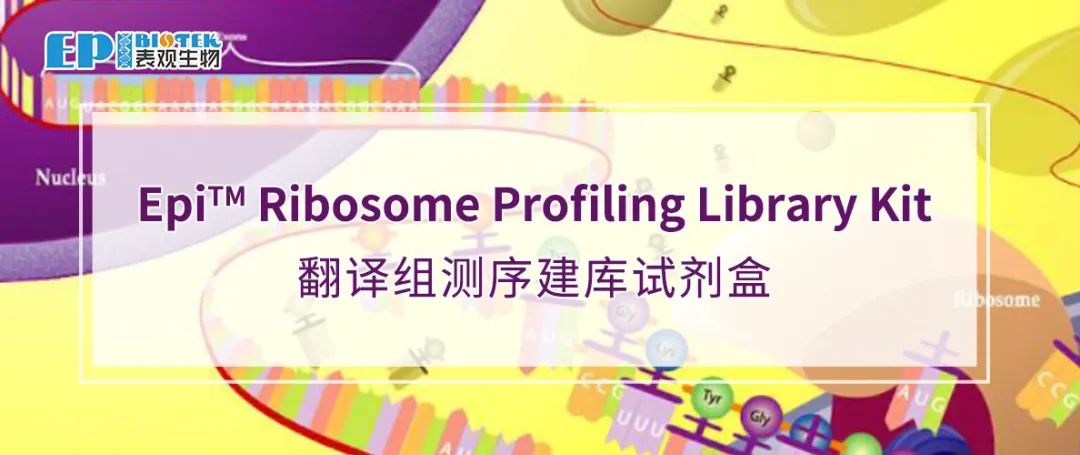 翻译组测序建库试剂盒：Epi™ Ribosome Profiling Library Kit图