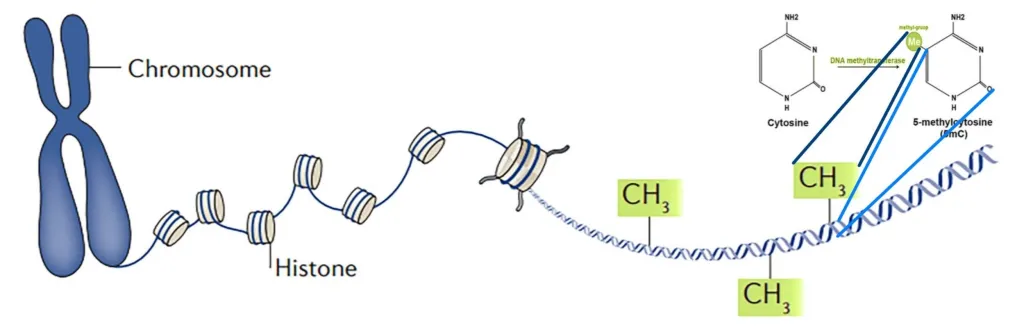 DNA甲基化指在DNA分子的胞嘧啶(C)碱基上添加甲基(-CH₃),通常发生在CpG二核苷酸(胞嘧啶-磷酸-鸟嘌呤)位点。DNA甲基化水平会在衰老过程以及疾病发生发展中发生组织和器官特异性变化,这些变化可以评估人体器官系统的衰老和疾病。