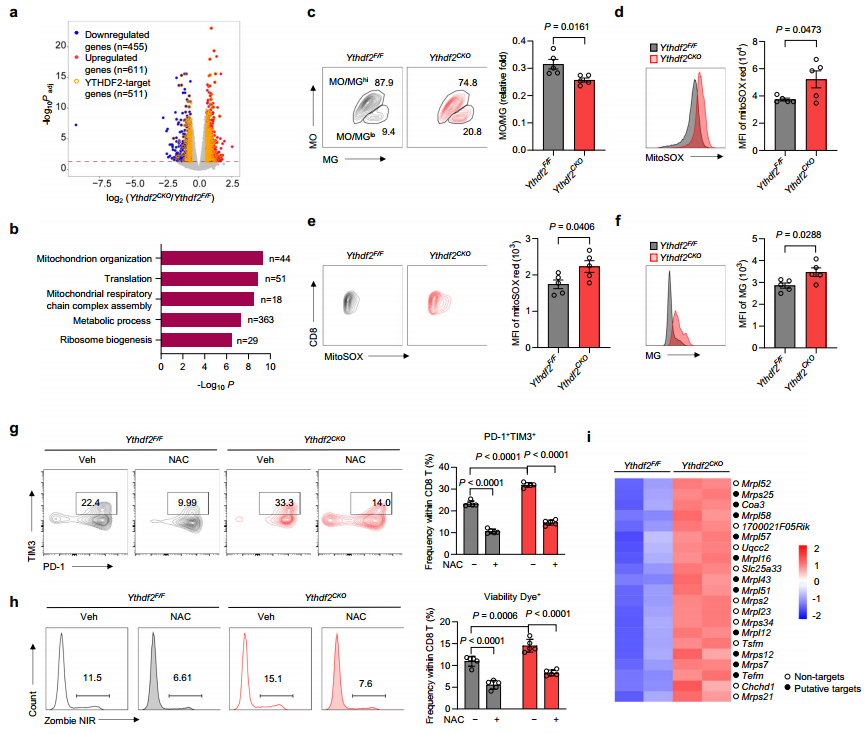 研究通过meRIP-seq、ATAC-seq、Ribo-seq等多组学方法,揭示了YTHDF2(m6A reader蛋白)通过调控CD8 T细胞中m6A修饰的靶RNA稳定性、线粒体代谢及染色质可及性,驱动其多功能性(如细胞因子分泌与代谢适应性),从而增强抗肿瘤免疫。