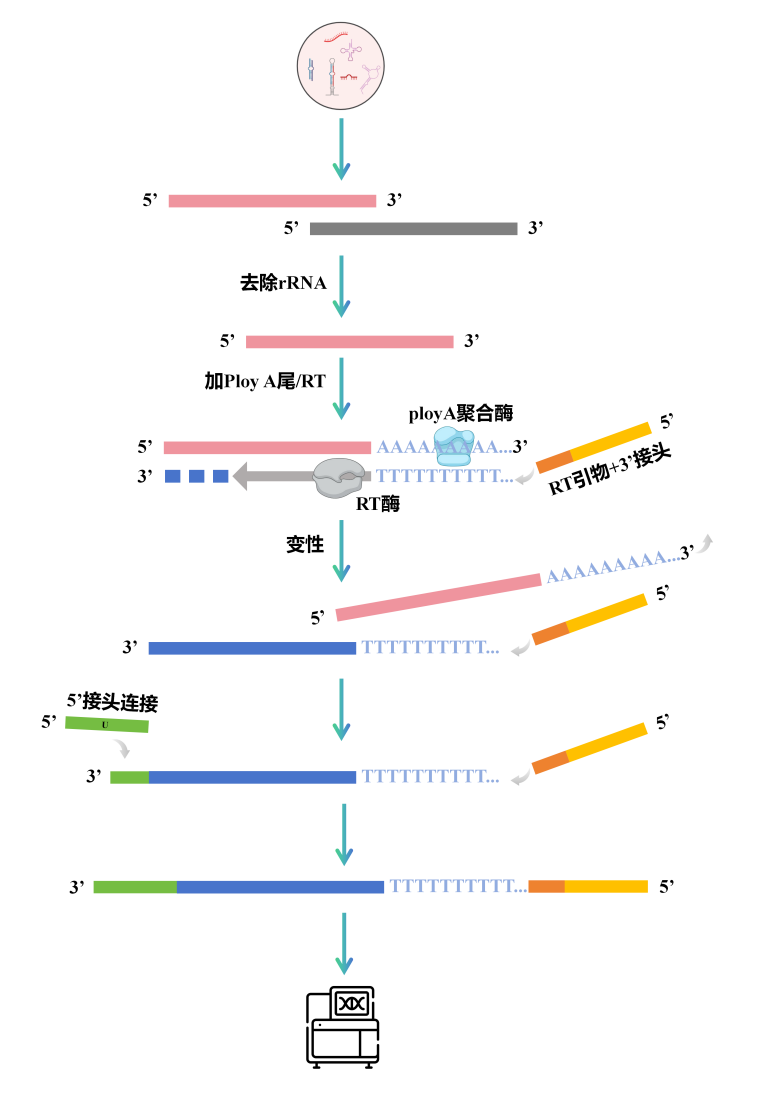 技术流程