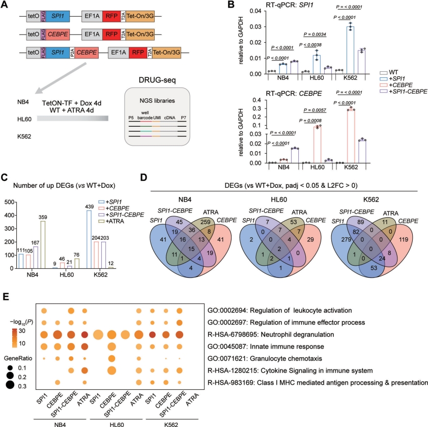 2.Oncogene：结核分枝杆菌通过EsxB抑制METTL14介导的Nox2 mRNA m6A甲基化以削弱抗结核免疫（DOI: 10.1038/s41388-025-03309-z）