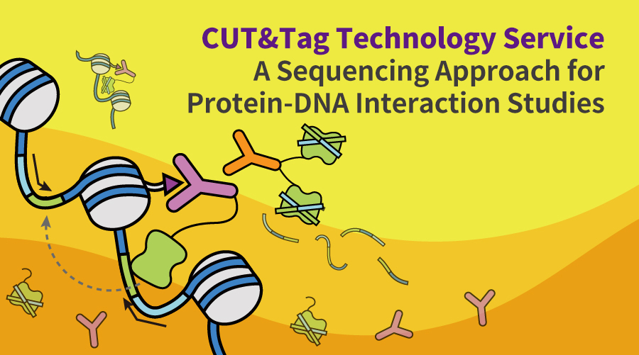 CUT&Tag: A Technology for Protein-DNA Interaction Studies图