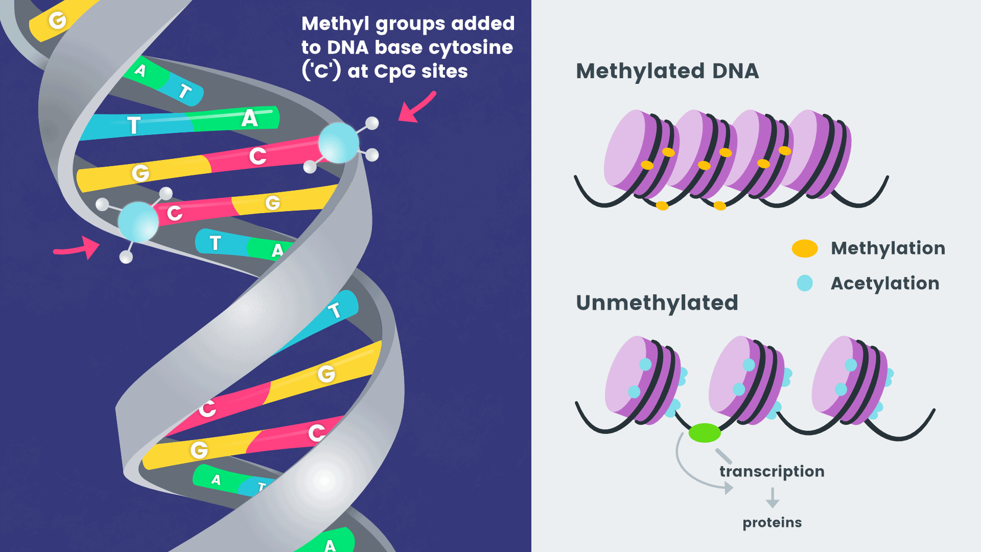 WGBS（Whole Genome Bisulfite Sequencing）图