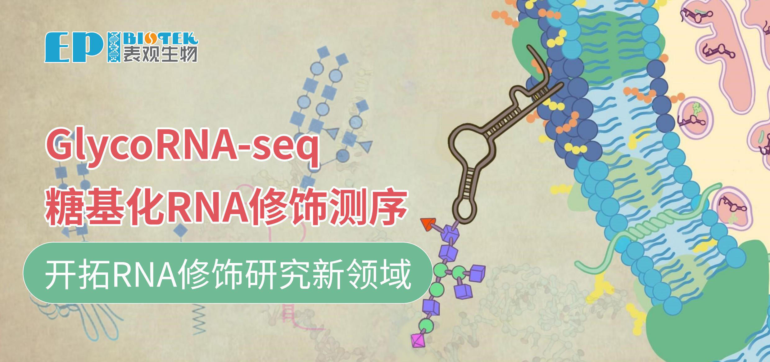 GlycoRNA-seq