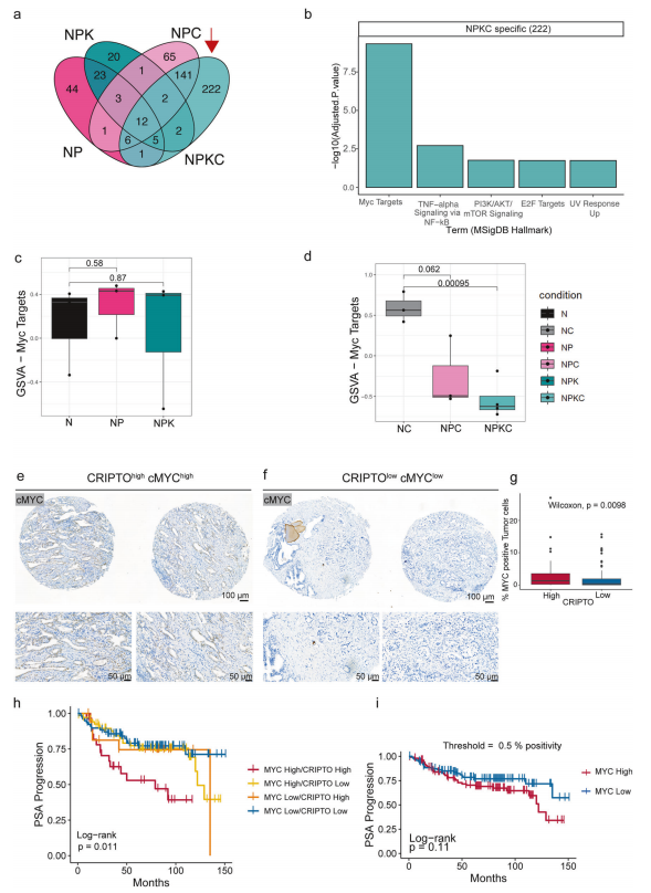 3.Oncogene：基于体内、类器官和患者数据的揭示CRIPTO在驱动侵袭性前列腺癌中的多层面作用（DOI: 10.1038/s41388-024-03230-x）