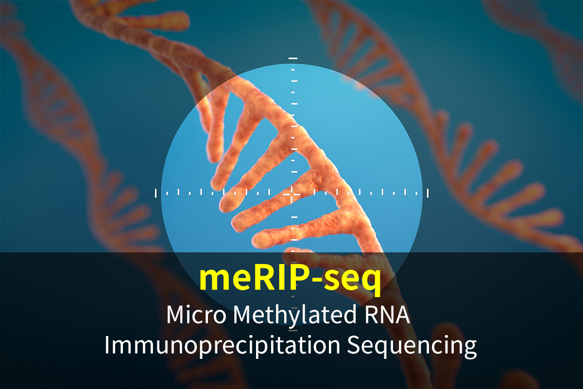 MeRIP-seq（Micro Methylated RNA Immunoprecipitation Sequencing）图