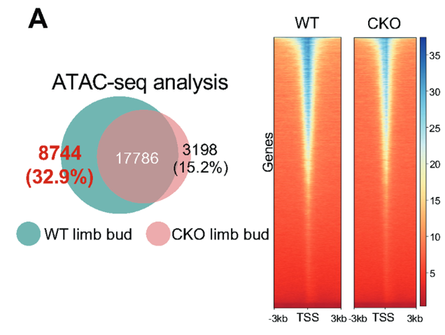  2. Cell Death Differ：Hnrnpk蛋白在胚胎肢芽发育中的双重调控机制（DOI: 10.1038/s41418-023-01207-z）