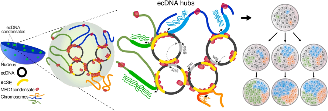 Cancer cell | ecDNA利用其超级增强子驱动相分离形成核内凝聚体，高效激活致癌转录图