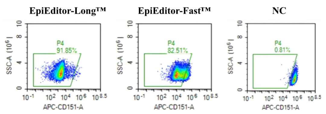 如上图所示，EpiEditor-Fast™可在短期内（0-14天）达到与CRISPRoff（长效抑制器）相当的抑制效率，有效抑制内源基因表达，而不留下遗传印记。