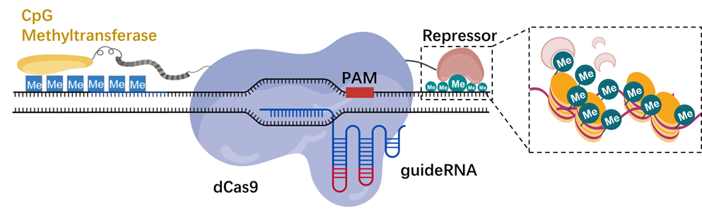 稳抑器和恒抑器