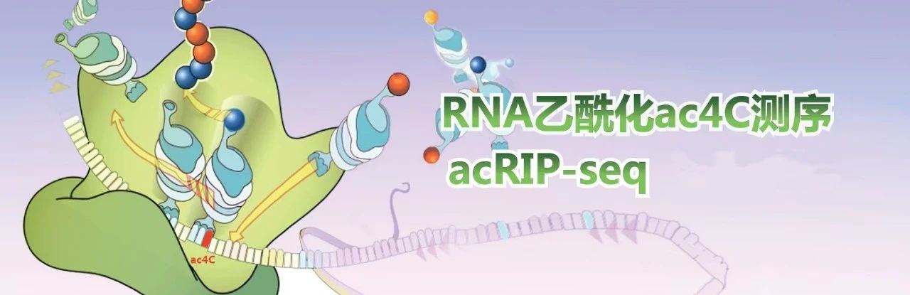 RNA乙酰化修饰：ac4C测序 acRIP-seq图