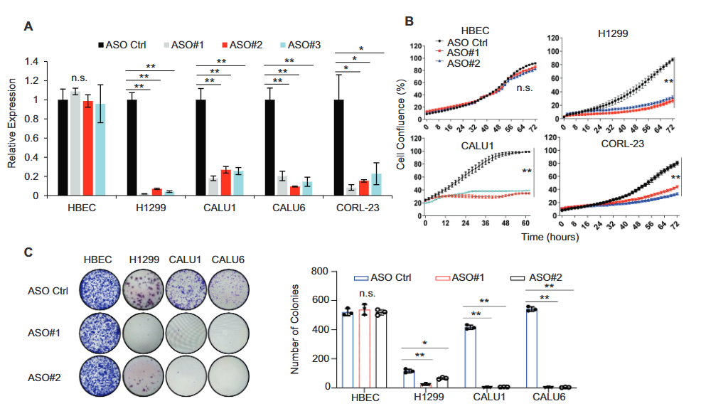4.?Cell Death Differ：HIF1A-As2与MYC形成正反馈环促进KRAS驱动的非小细胞肺癌增殖和转移（DOI: 10.1038/s41418-023-01160-x）