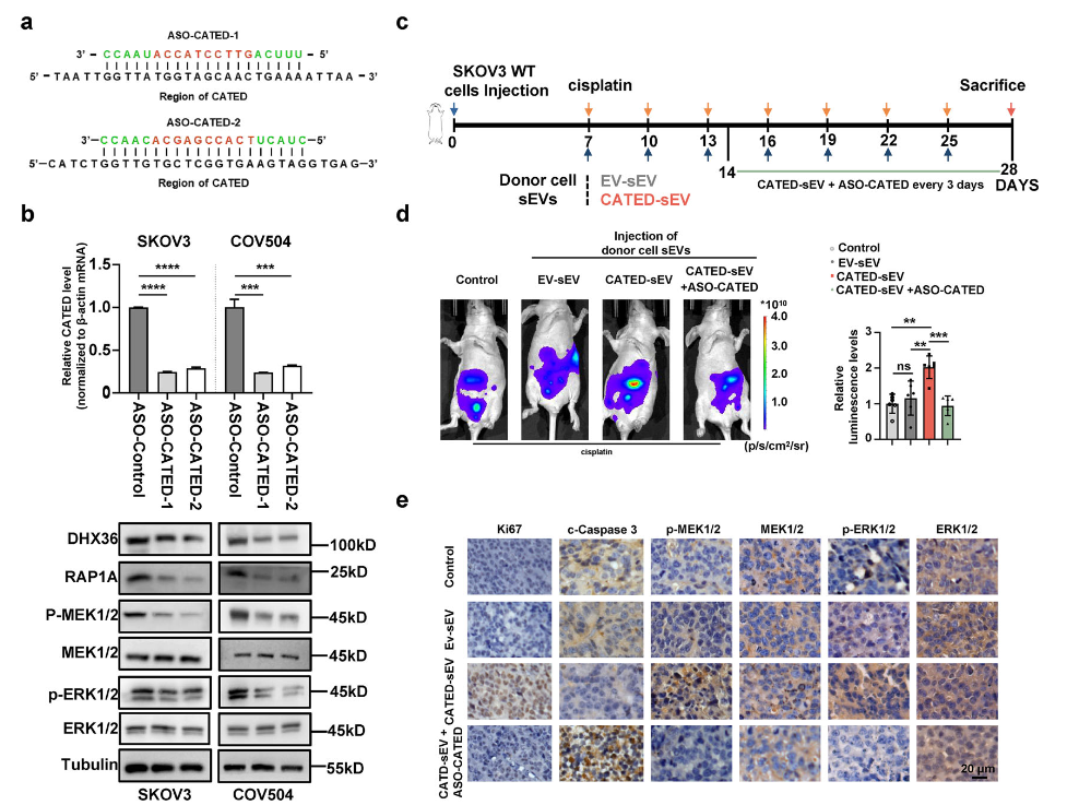 3.?Adv Sci：长链非编码RNA CATED促进高级别浆液性卵巢癌铂类耐药及其靶向治疗策略（DOI: 10.1002/advs.202505963）