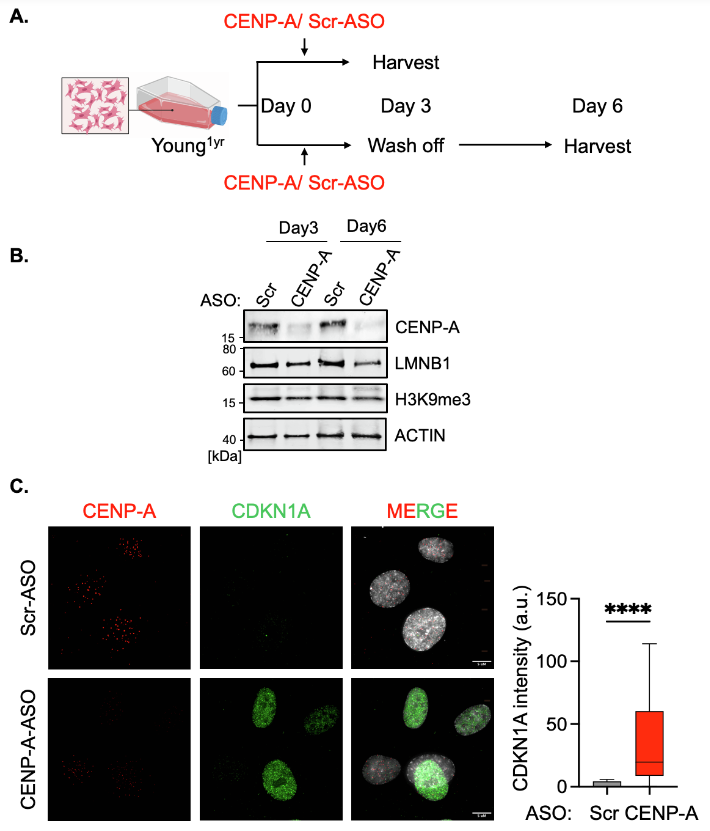 2.?Mol Cell：衰老过程中着丝粒失活及其在人类细胞中的挽救机制（DOI: 10.1016/j.molcel.2024.12.018）