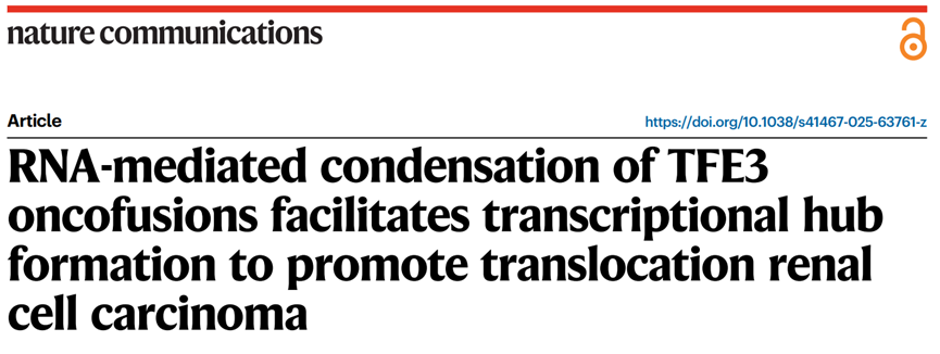 多组学案例丨RNA介导的TFE3癌融合蛋白相分离促进转录枢纽形成，推动易位性肾细胞癌进展图