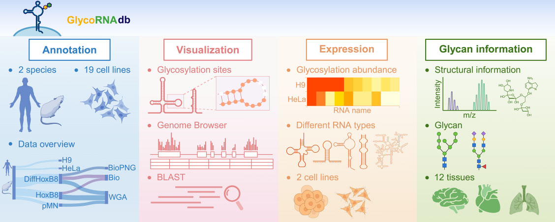 NAR | 首个glycoRNA多组学数据库“GlycoRNAdb”图
