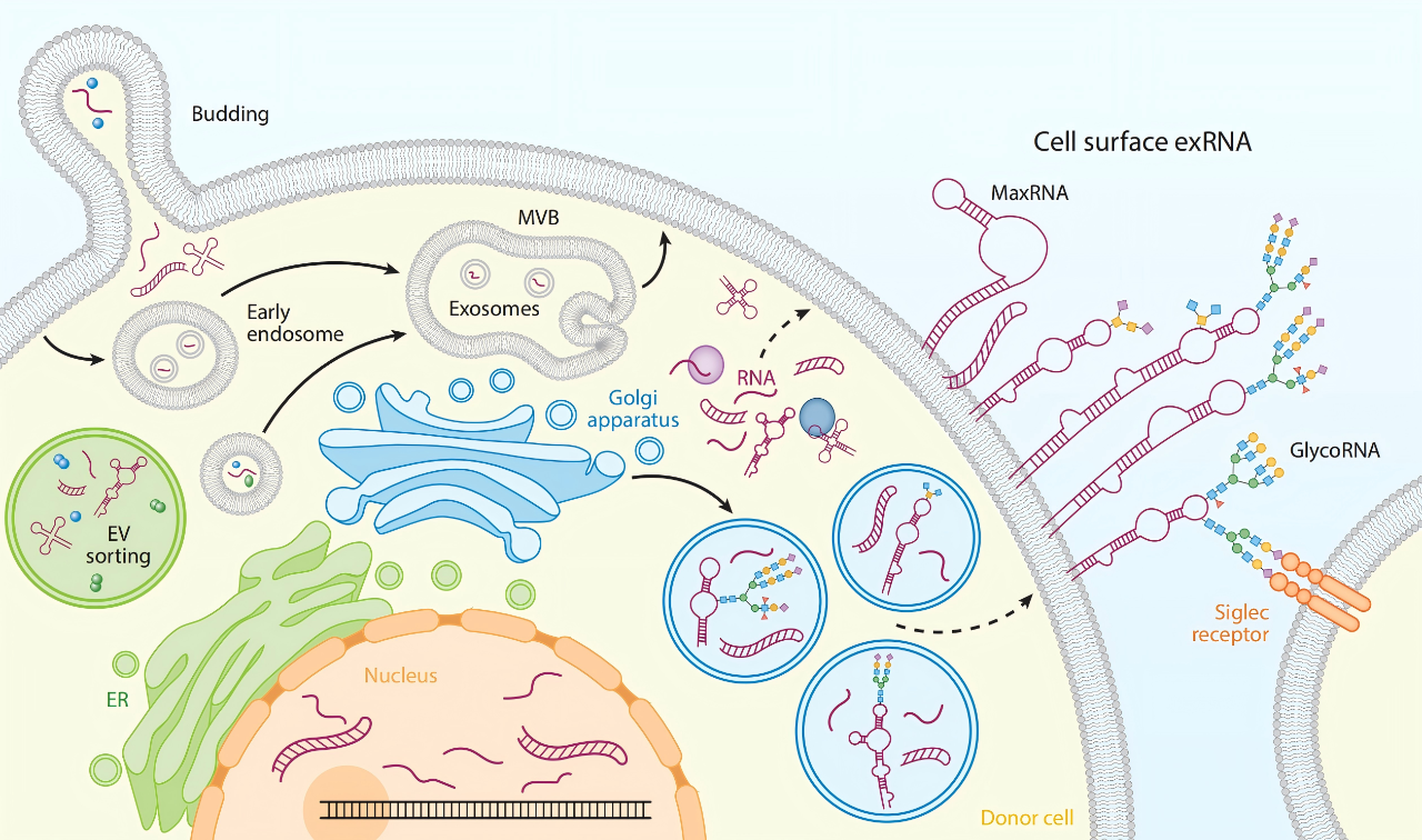 一文梳理糖基化RNA研究领域的演进，顶刊成果全回顾图