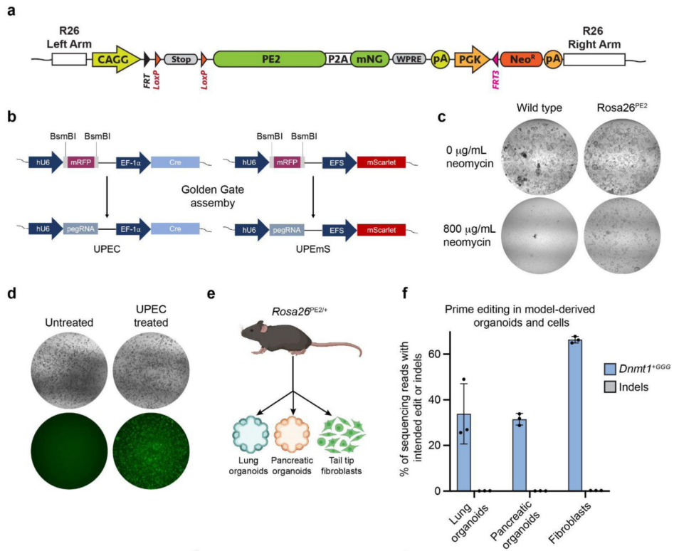 通过构建并验证一种Cre诱导型Rosa26-PE2基因敲入小鼠模型，旨在建立一个无需外源递送大分子编辑器的体内多功能编辑平台，结果证实该模型能在多种原代细胞、类器官及小鼠肝脏中实现高效、精确的基因编辑。此外，还通过体外PE精确安装了与癌症相关的Kras和Trp53突变，目的是验证该模型对特定功能突变的编辑能力与纯度，结果显示编辑效率高、副产物少，且突变具有预期的生物学效应（如药物敏感性）。