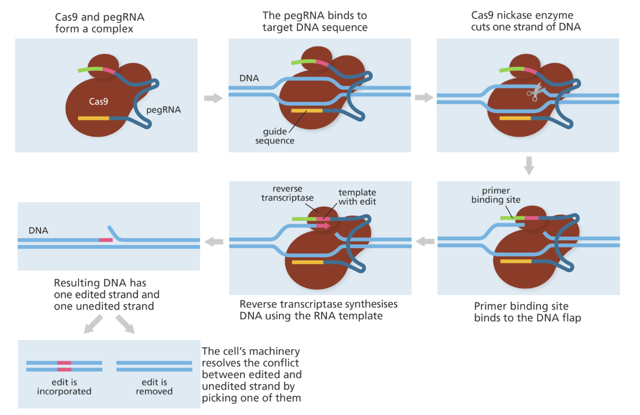 
      流程：Cas9蛋白在pegRNA指引下锁定目标DNA，产生单链切口，暴露3'末端。随后，pegRNA的引物结合位点与切口退火，逆转录酶以此为起点，根据pegRNA模板合成包含编辑内容的新DNA链。最后，通过细胞天然修复机制，新序列整合进基因组，实现碱基替换、插入或删除。通过加入MLH1dn，从而抑制MMR，可以有效保护并固定先导编辑的产物，进而有效提升编辑效率。
     这一机制如同精准的基因编辑器，指哪打哪，避免了传统方法的随机错误，编辑效率高、安全性强，适用于多种细胞类型。