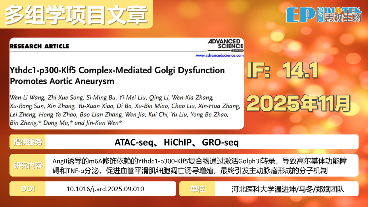 多组学项目文章 | Adv Sci：Ythdc1-p300-Klf5复合物介导的高尔基体功能障碍促进主动脉瘤进展图